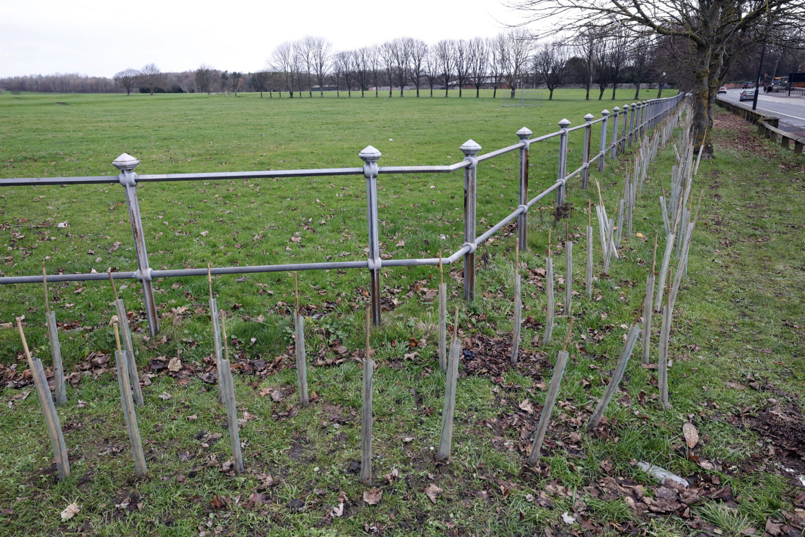 National Hedgerow Week 2026: Helping the mighty hawthorn!