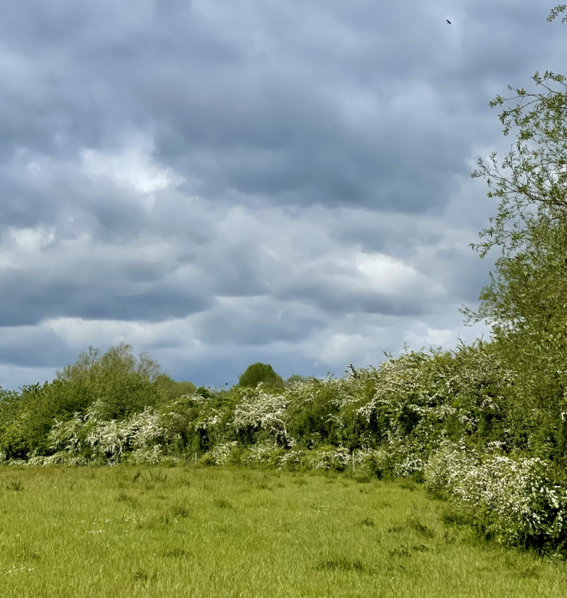 National Hedgerow Week 2026: The Craft of Hedgelaying with Nigel Adams
