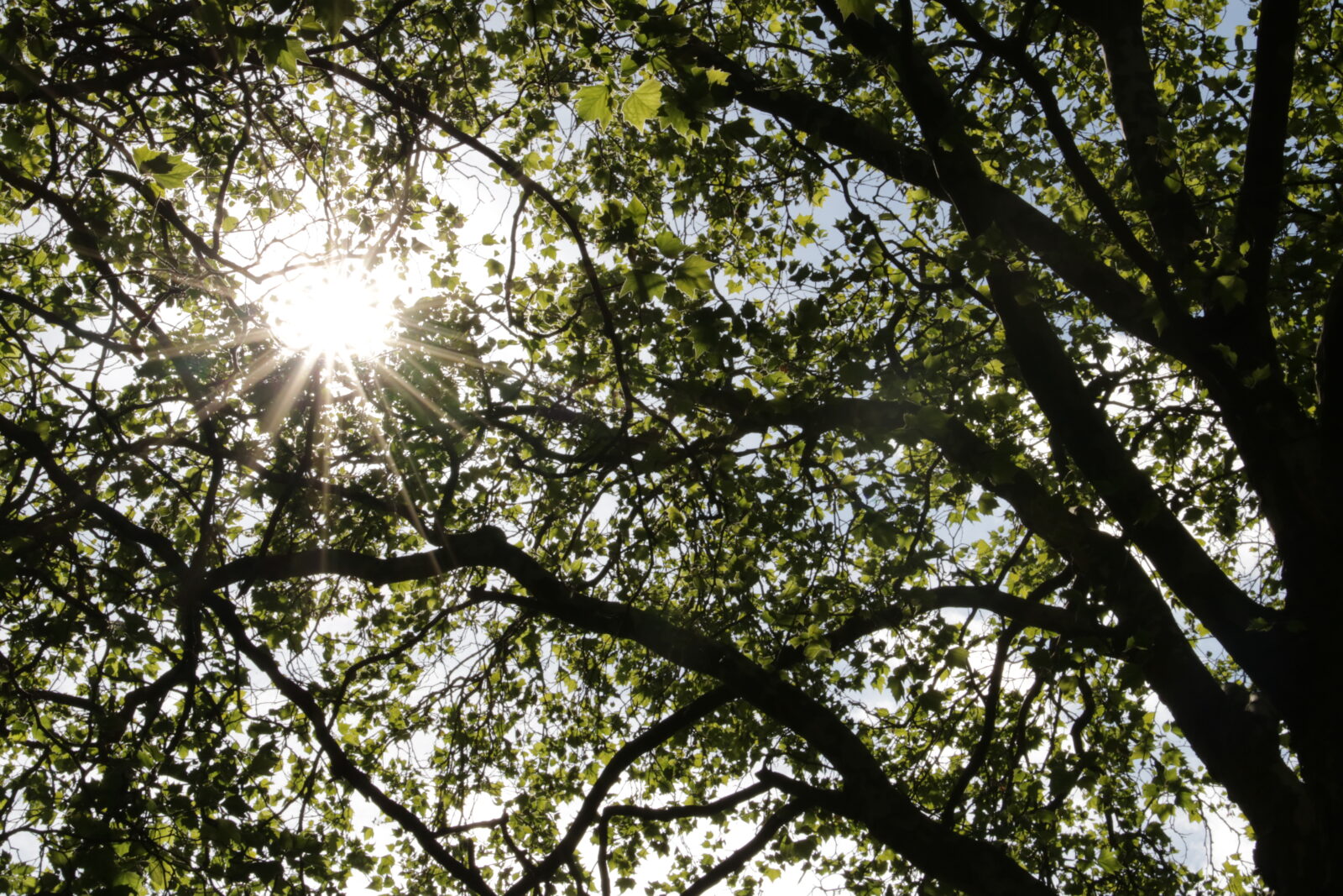 Northumberland Wildlife Trust – Summer Nature Celebration at The Lighthouse Project