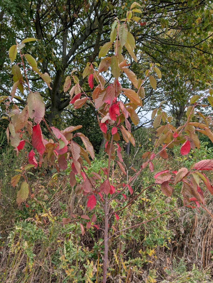 Caring for your local Tiny Forest – Fawdon