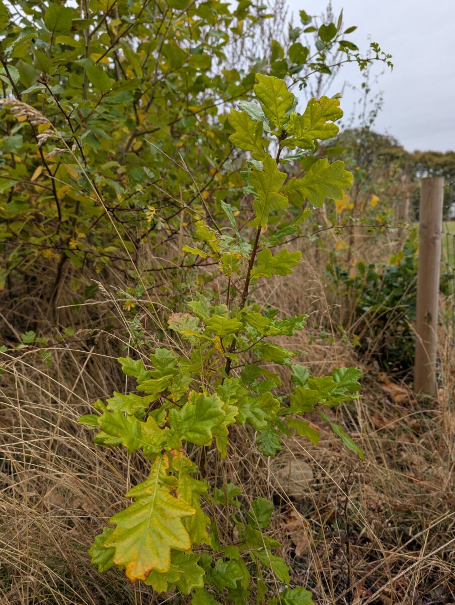 Caring for your local Tiny Forest – Westerhope